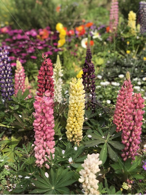 꽃,루핀,lupinus,루피너스,루핀꽃