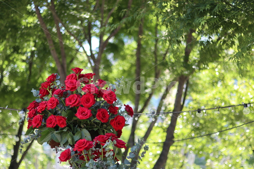 장미,장미꽃,빨강,빨간색,5월,풍경,계절,식물,자연,plants,nature,꽃,flower