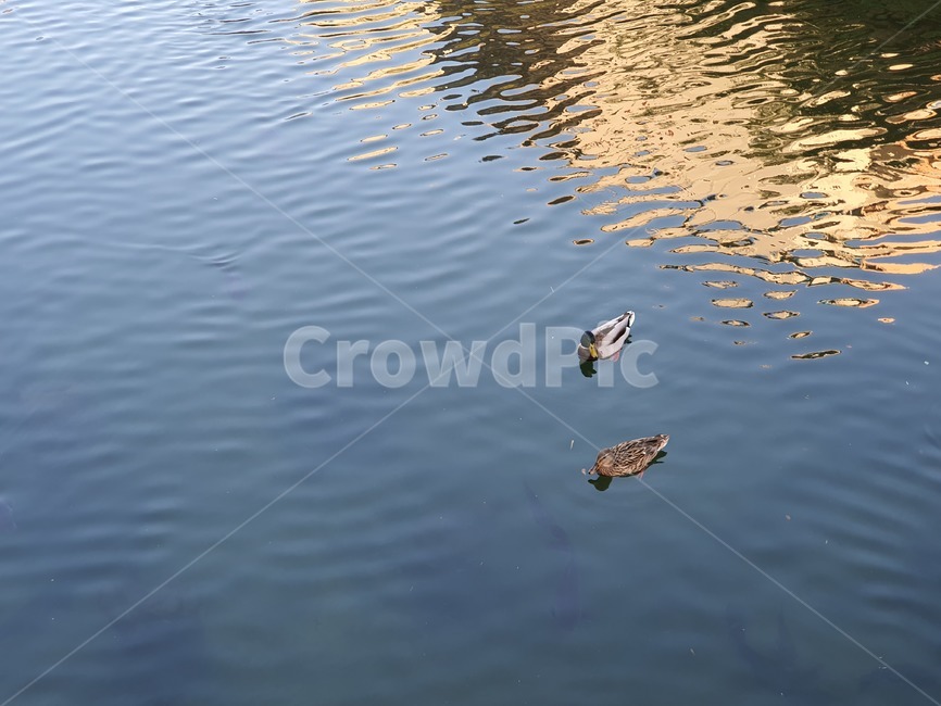 water,물,outdoors,ripple,리플,물결,잔물결,동물,조류,새,birds,물가,조류,새,birds
