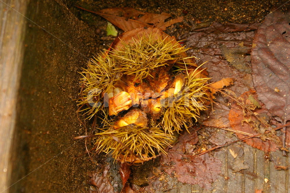 밤,밤송이,가시,알맹이,과일