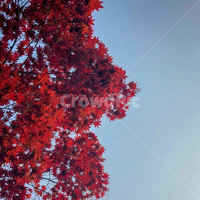 단풍,가을,단풍나무,꽃,하늘,풍경,가을,계절,fall,autumn,season,식물,자연,plants,nature,나무,trees,wood,tree,plant,leaf,잎,maple,christmas tree,크리스마스 트리,ornament,장식