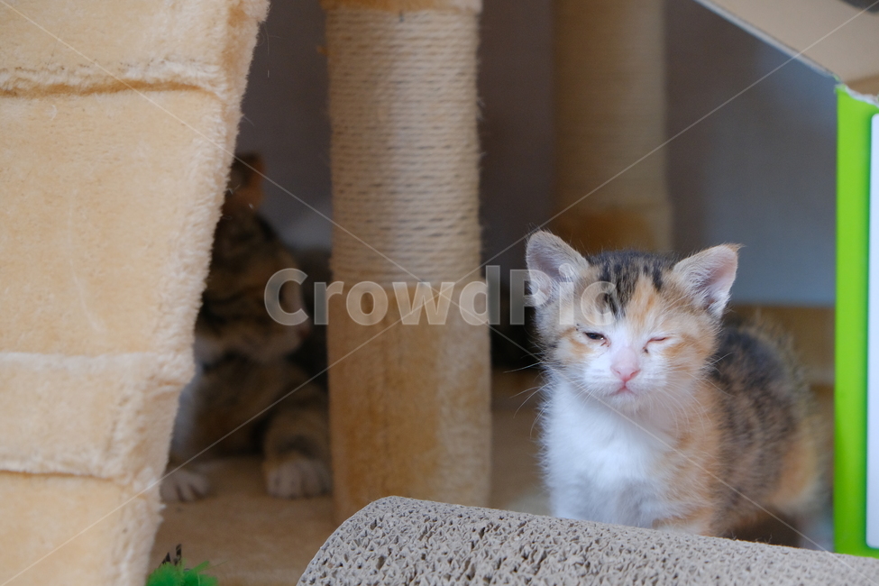 애완동물,반려동물,고양이,아깽이,새끼고양이,cat,동물,animal,포유류,mammal,고양이,cat,kitten,kitty