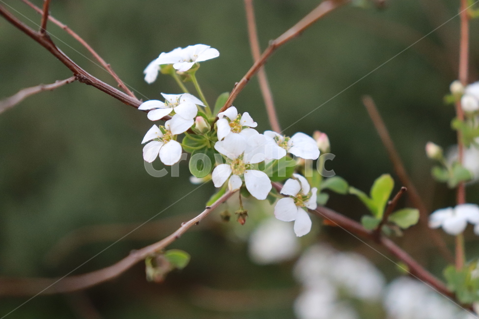 꽃,식물,나무,자연,아름다운,식물,자연,plants,nature,꽃,flower