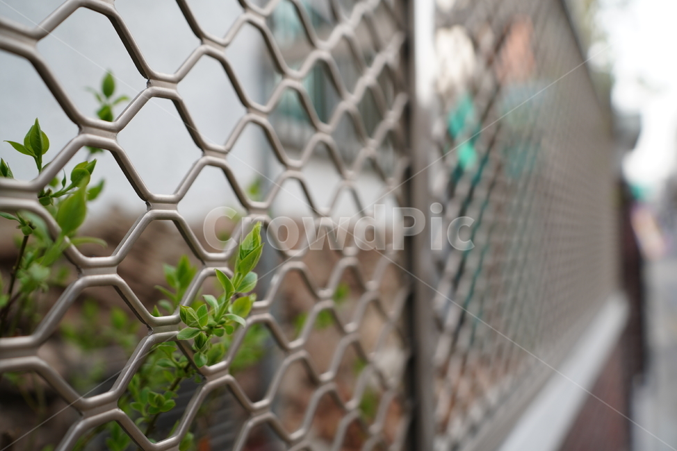 봄,감성,느낌,계절,생명,생물,식물,잎,자연,식물,자연,plants,nature