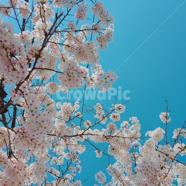 봄,벚꽃,cherryblossom,flowers,풍경,봄꽃,벚꽃나무,계절,springseason,식물,자연,plants,nature,꽃,flower,나무,trees,wood,감성,sensible,feeling,하늘,구름,sky,cloud,양떼구름