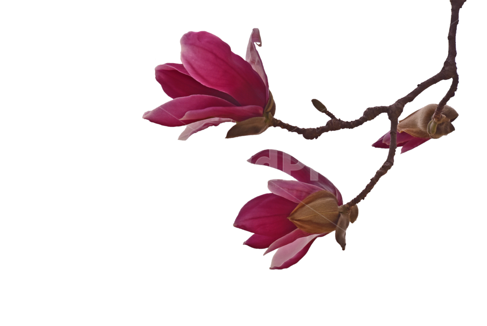 True purple,Spring background,oriental,png,magnolia flower,flower,3 bunches,spring flowers,magnolia,purple flower,plant,purple,tree flower