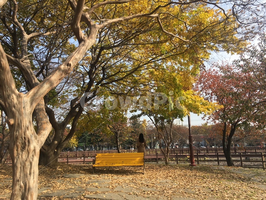 낙엽,여자뒷모습,뒷모습,가을,먼뒷모습,나무,공원,숲,가을,계절,fall,autumn,season,tree,plant,식물,tree trunk,나무 줄기
