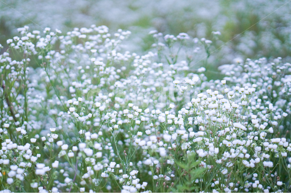 꽃,개망초,하양,풍경,초록,식물,식물,자연,plants,nature,꽃,flower