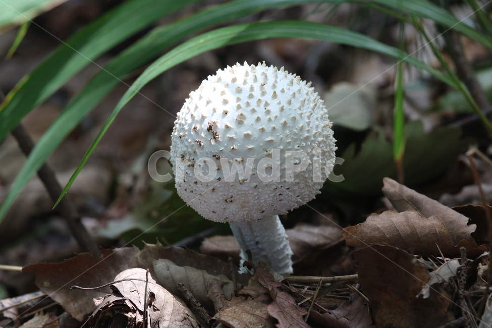 버섯,fungus,진균류,독버섯,흰가시광대버섯,버섯,mushroom