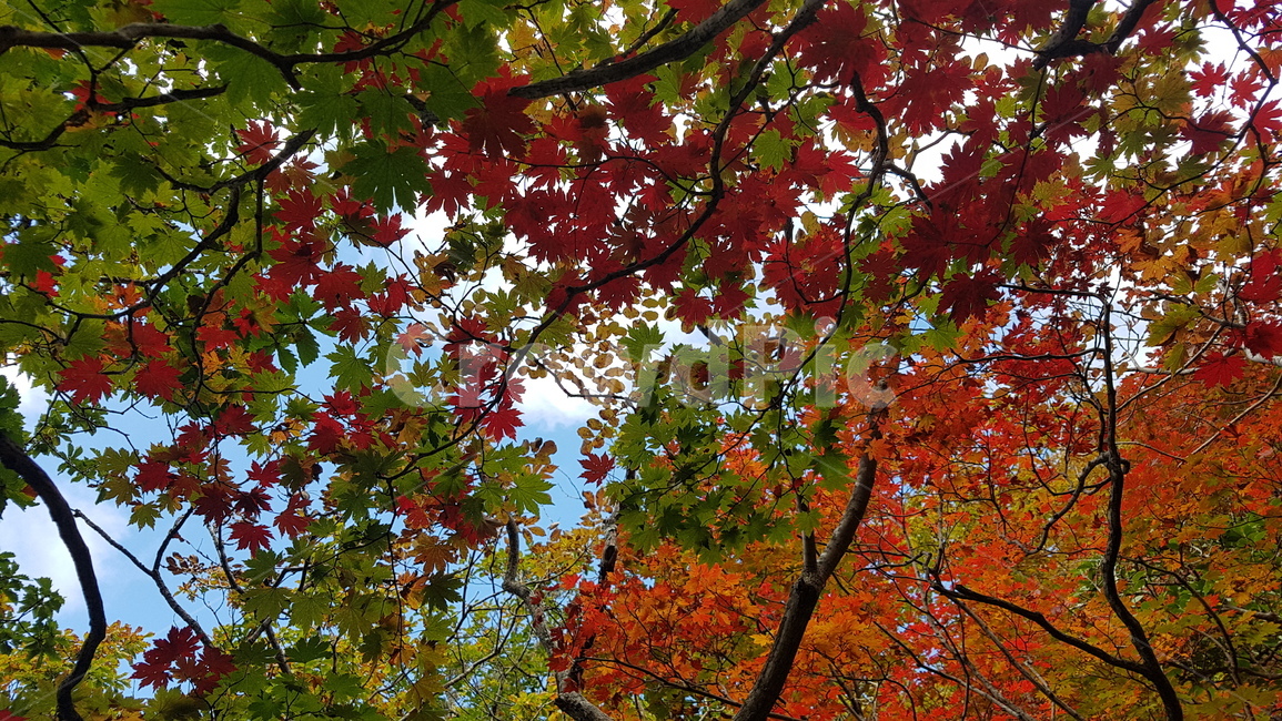 설악산,가을,단풍,공룡능선,마등령,가을,계절,fall,autumn,season,leaf,잎,plant,식물,tree,나무,maple