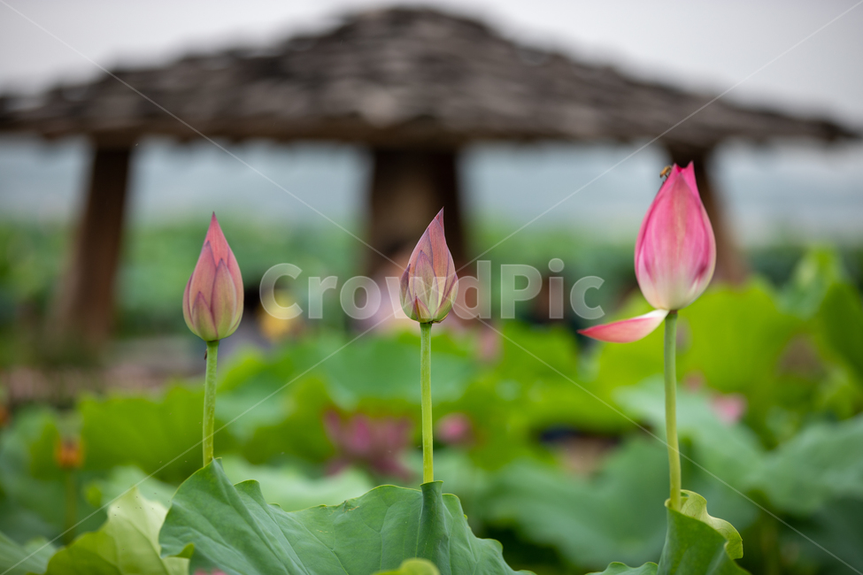 연꽃,여름,연잎,자연,풍경,꽃,flower