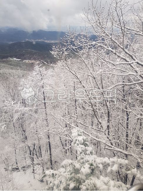 snow scene,outdoors,nature,snow,Palgongsan snow scene,ice,snowy landscape