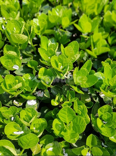 초록,나뭇잎,초록이,화초,감성,식물,자연,plants,nature