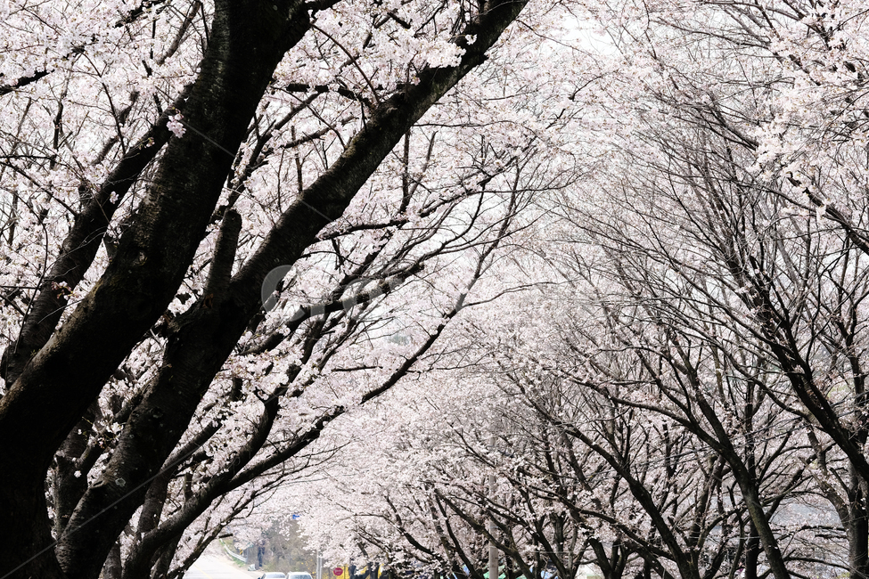 벚꽃,벚꽃터널,분홍잎,봄,봄꽃,봄,계절,spring,season,plant,식물
