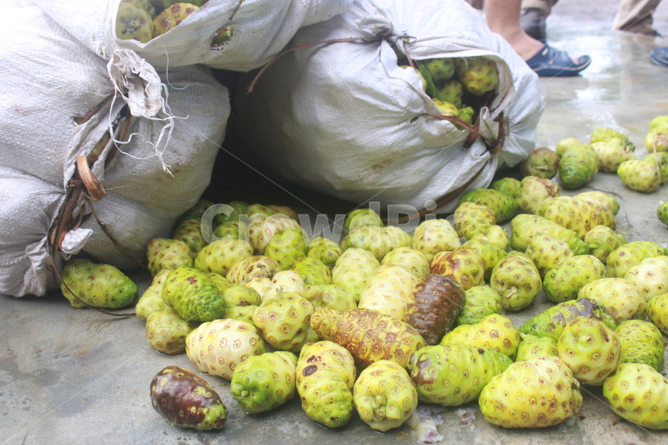 노니,열대과일,noni,자연,초록,신선함,과일,열매,fruit