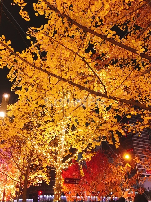 나무,가을,야경,조명,크리스마스