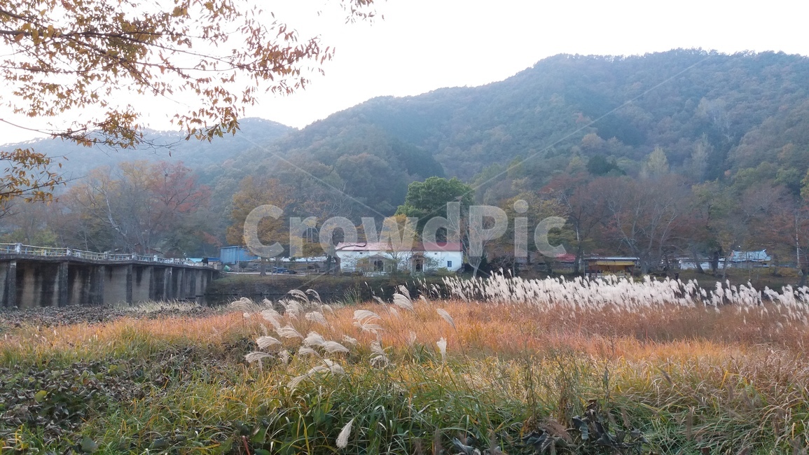 화순,나무,다리,연둔리숲정이,가을