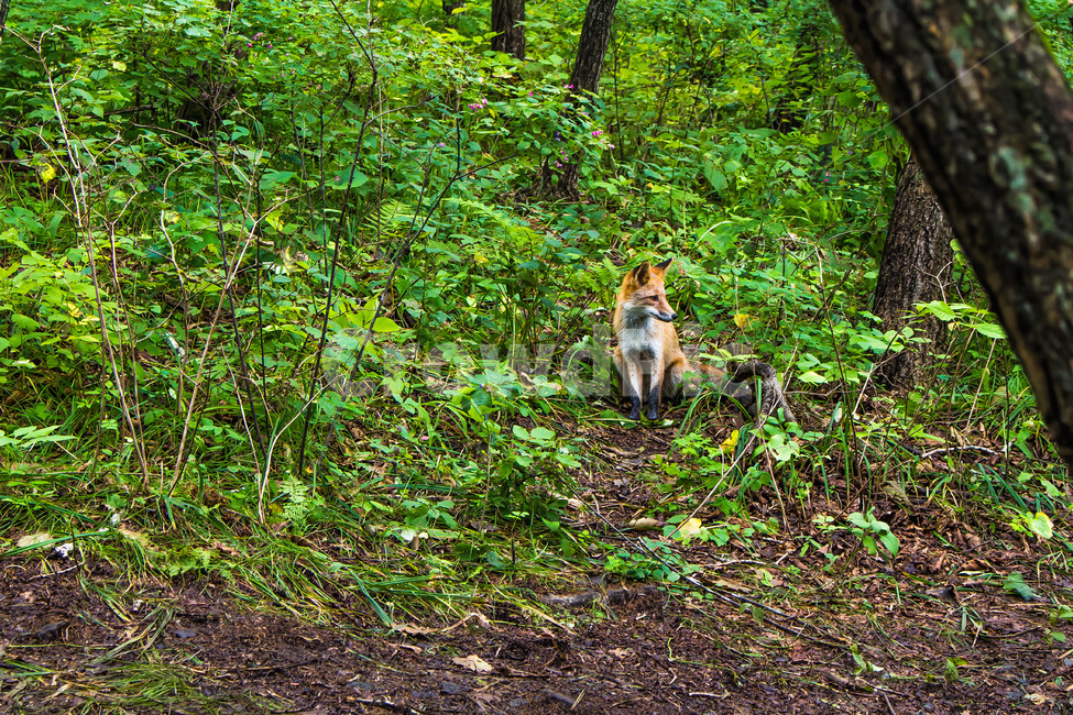 숲,fox,야생여우,야생,forest,여우,자연,nature,동물,동물,animal,포유류,mammal