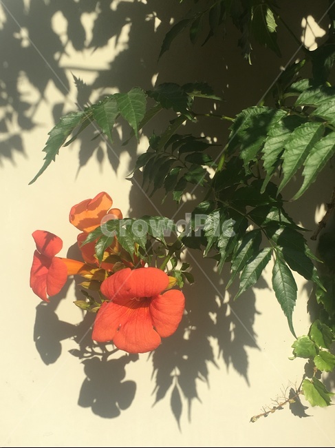 꽃,식물,능소화,그림자,여름,flower,flowers,plants,summer,orange,shadow,leaf