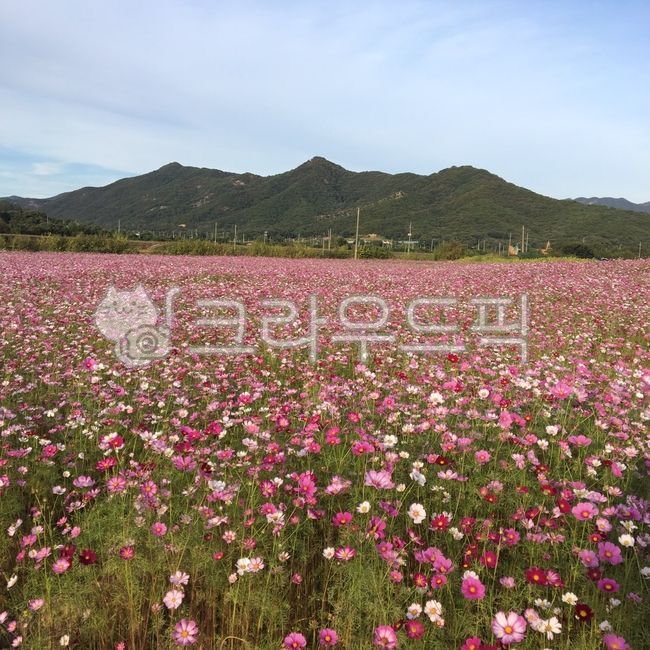 spring,warm,nature,sunny,vivid,flower