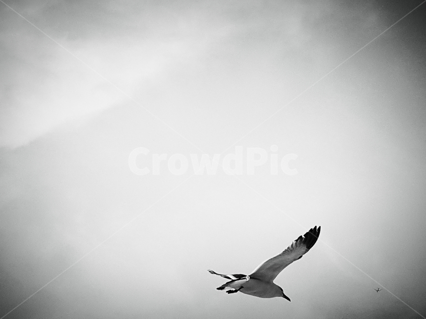 seagull,bird,갈매기,새,flying,하늘,animal,동물,날다,자연,nature,natural,sky,동물,animal,조류,새,birds,흑백,모노톤,monochrome,black and white