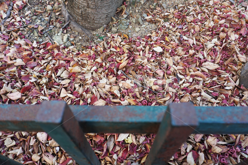 가을,쓸쓸함,낙엽,녹이쓴,울긋불긋,울타리,계절,자연,공원,가을,계절,fall,autumn,season,ground,바닥,plant,식물