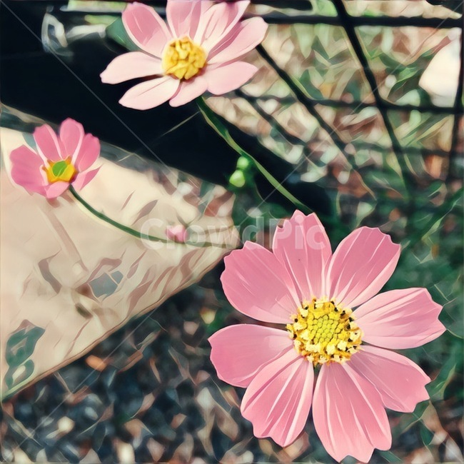 꽃,자연,식물,flower,nature,가을,fall,autumn,코스모스,cosmos,분홍,분홍색,pink,들꽃,울타리,식물,자연,plants,nature,꽃,flower
