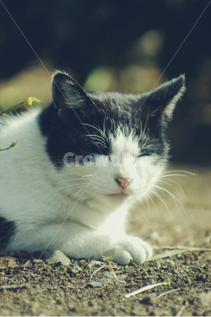 고양이,cat,길고양이,동물,animal,얼룩,졸다,조는,snooze,동물,animal,포유류,mammal,고양이,cat,kitten,kitty,감성,sensible,feeling