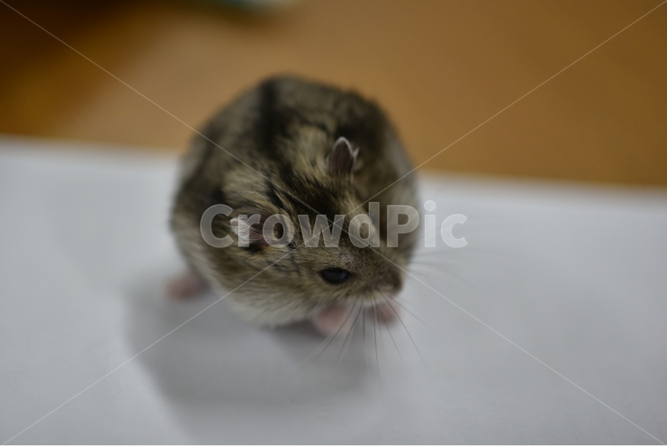 햄스터,동물,애완동물,포유류,펫,귀여움,귀여운,hamsters,mammals,pets,pet,cute,동물,animal,포유류,mammal