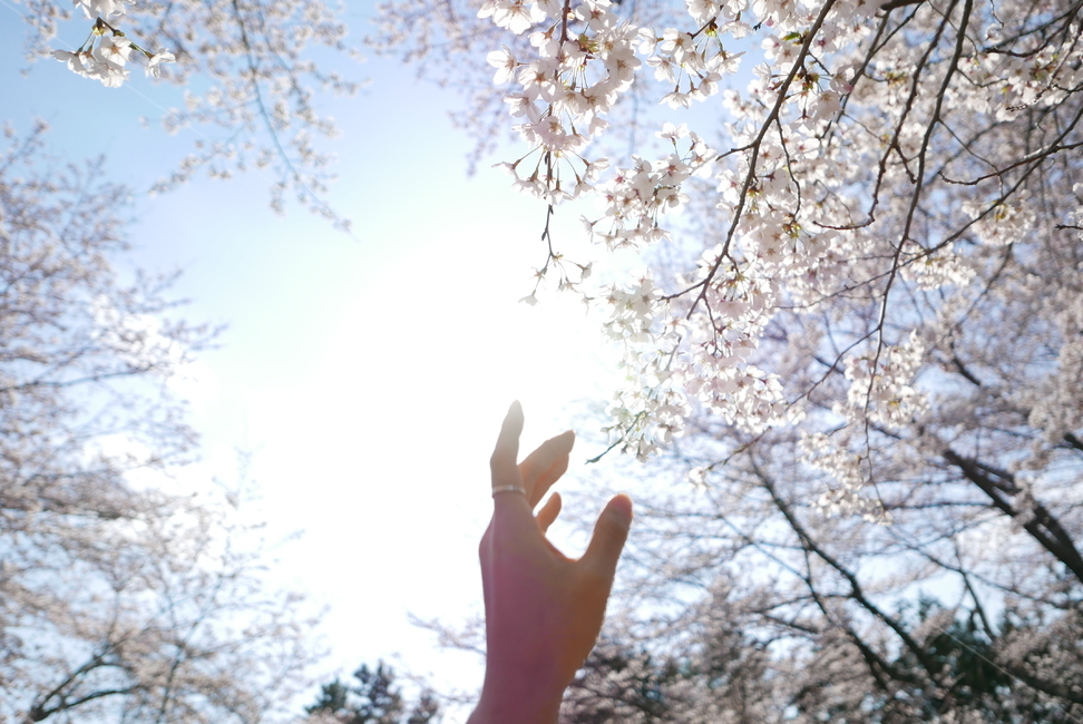 벚꽃,벚나무,손,감성,플레어,하늘,손가락,봄,계절,spring,season,plant,식물