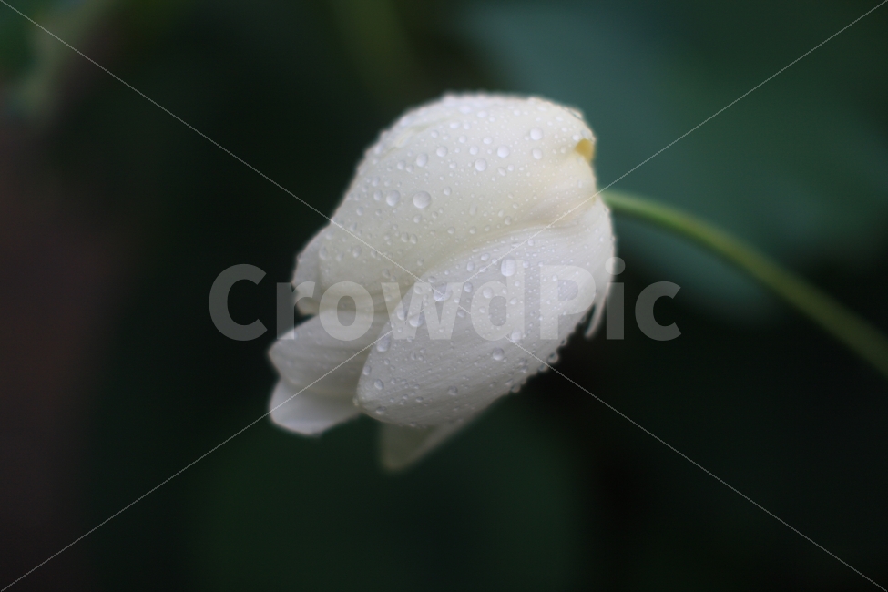 꽃,꽃잎,식물,비,순백,순수,식물,자연,plants,nature,꽃,flower