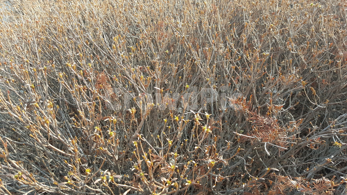 봄,나뭇가지,가지치기,자연,공원,식물,가지런하다,새순,새싹,winter,spring,branches,nature,park,flora,organize,식물,자연,plants,nature
