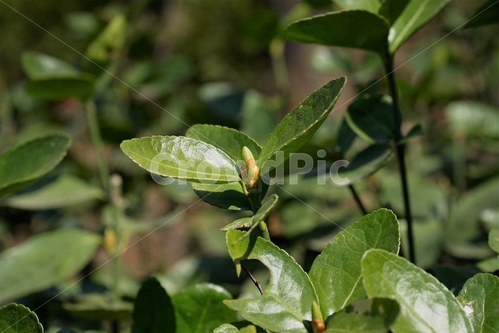 식물,봄,꽃눈,개화,자연,가지,사철나무,evergreen,spindletree,stafftree,nature,plant,spring,branch,녹색,연두색,사철나무꽃,잔꽃,여러해살이,상록관목,정원수,울타리,상록수,노박덩굴과,raindrops,leaves,식물,자연,plants,nature