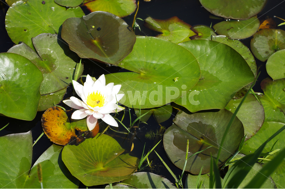 연못,수련,수생식물,식물,자연,꽃,flower,color,식물,자연,plants,nature,꽃,flower