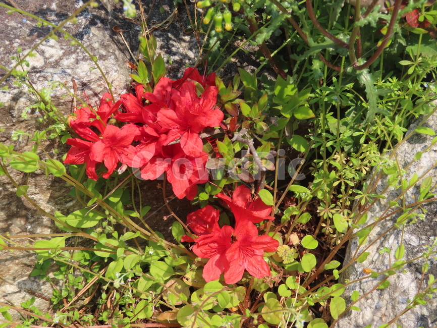 바위,철쭉,식물,레드,빨강,아름다움,탄생,자연,돌,rock,azalea,plants,red,beauty,nature,stone
