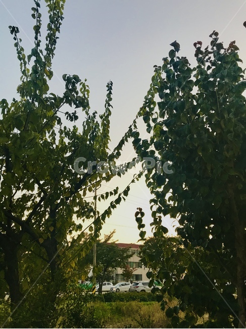 노을,나무,풍경,힐링,저녁