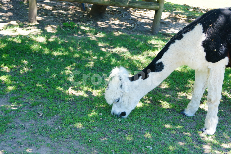 호주,australia,animal,동물,자연,nature,동물,animal,포유류,mammal