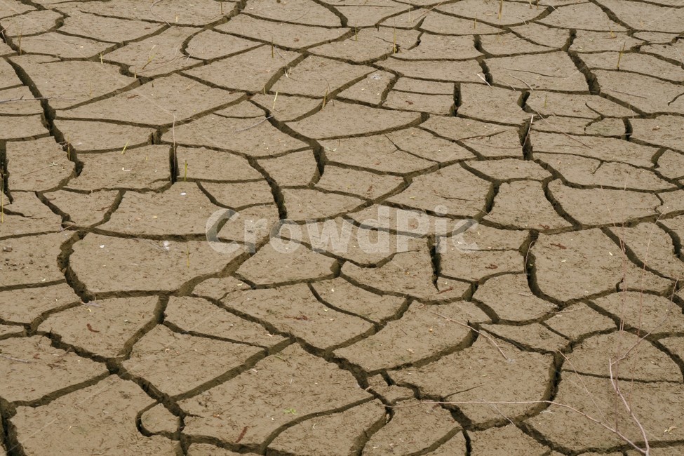 여름,가뭄,피해,갈라짐,날씨,자연,풍경,nature,landscape,식물,plants,꽃,flower,soil,흙,ground,바닥