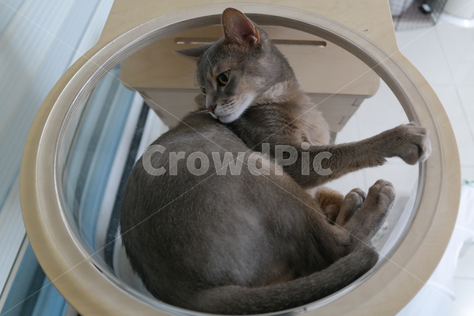 고양이,아비시니안,동물,냥이,반려동물,집고양이,아기,집사,시선