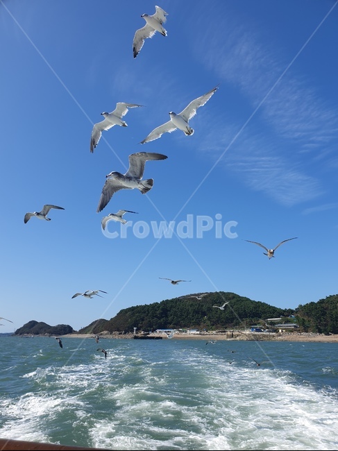 국화도,레저활동,동물,새,flying,동물,animal,조류,새,birds