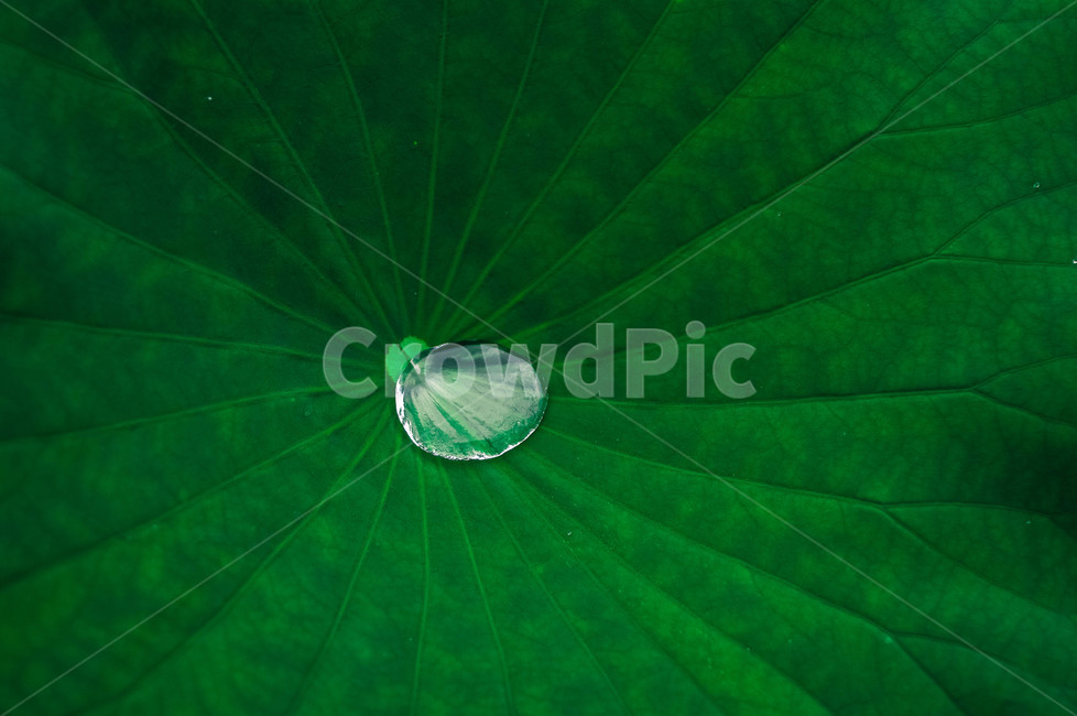 퓨어,순수,녹색,연꽃,감성,식물,자연,plants,nature