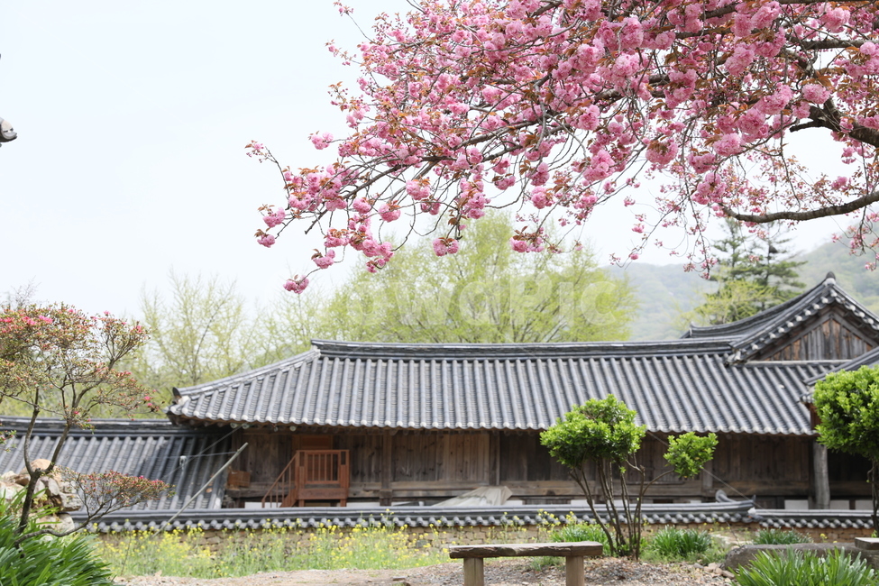 순천,선암사,만첩왕벚,겹벚꽃,벚꽃,봄,사찰,왕벚꽃,봄,계절,spring,season,한국전통,한국문화,korean traditional,korean culture,식물,자연,plants,nature,꽃,flower,plant