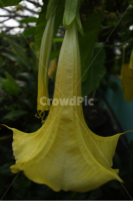 꽃,flower,plant,color,엔젤트럼펫,식물,자연,plants,nature,꽃,flower
