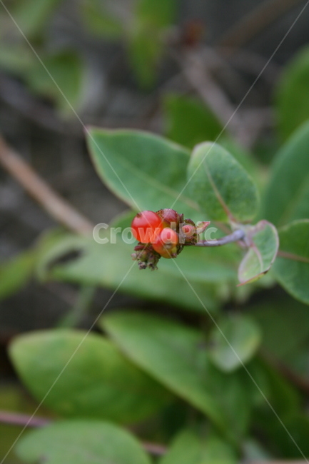 열매,나무,식물,plant,color,식물,자연,plants,nature,과일,열매,fruit