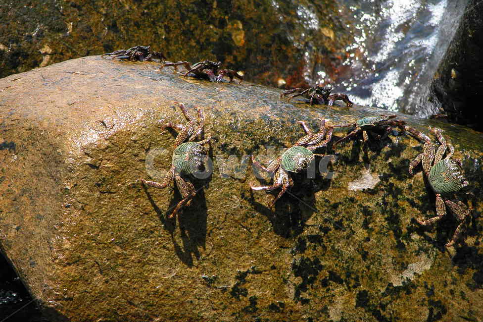 게,crab,greencrab,crabs,자연,nature,동물,animal
