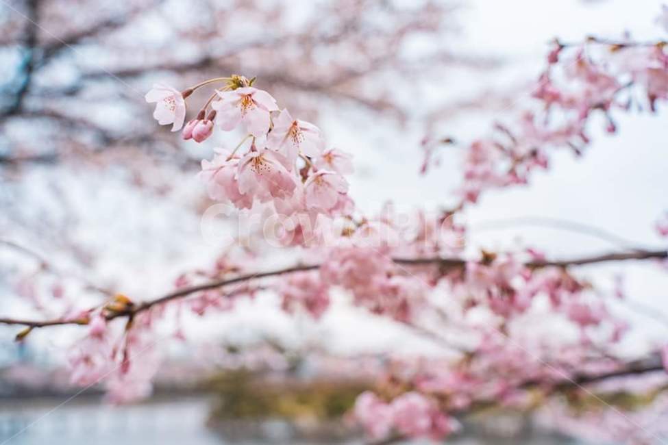 벚꽃,봄,벚꽃나무,서정적인,분홍꽃,봄,계절,spring,season,plant,식물,flower,꽃,blossom,cherry blossom