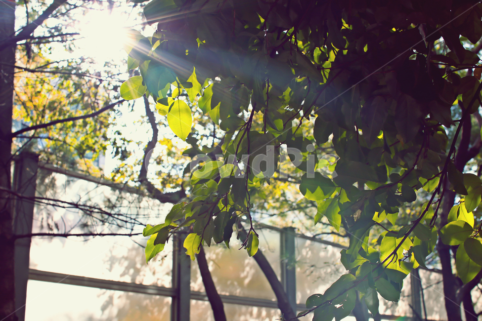 flare,green,ray of light,tree,late afternoon,leaf,autumn sunshine,Emotional photo,sunlight,Autumn feeling,leaves,light,Warmth,garden,Emotion,autumn