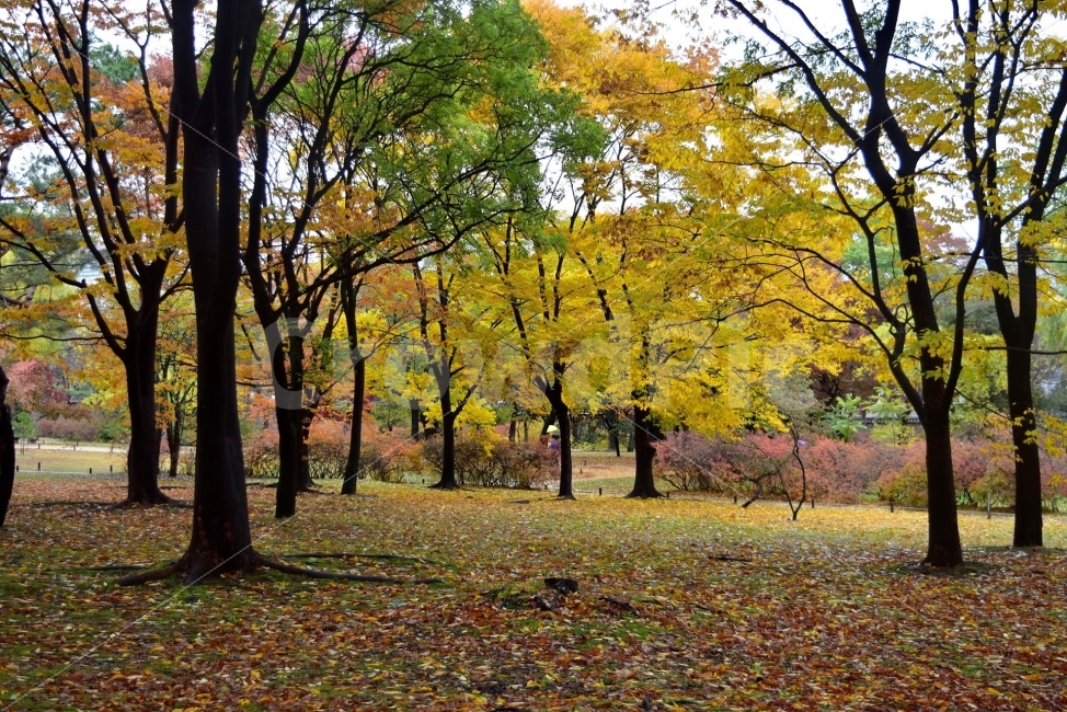 창경궁,가을,단풍,풍경,고궁,서울,낙엽,도심지,명소,자연,비경,단풍나무,춘당지,가을색,가을색채,오색,자연,풍경,nature,landscape,가을,계절,fall,autumn,season,plant,식물,tree,나무,tree trunk,나무 줄기