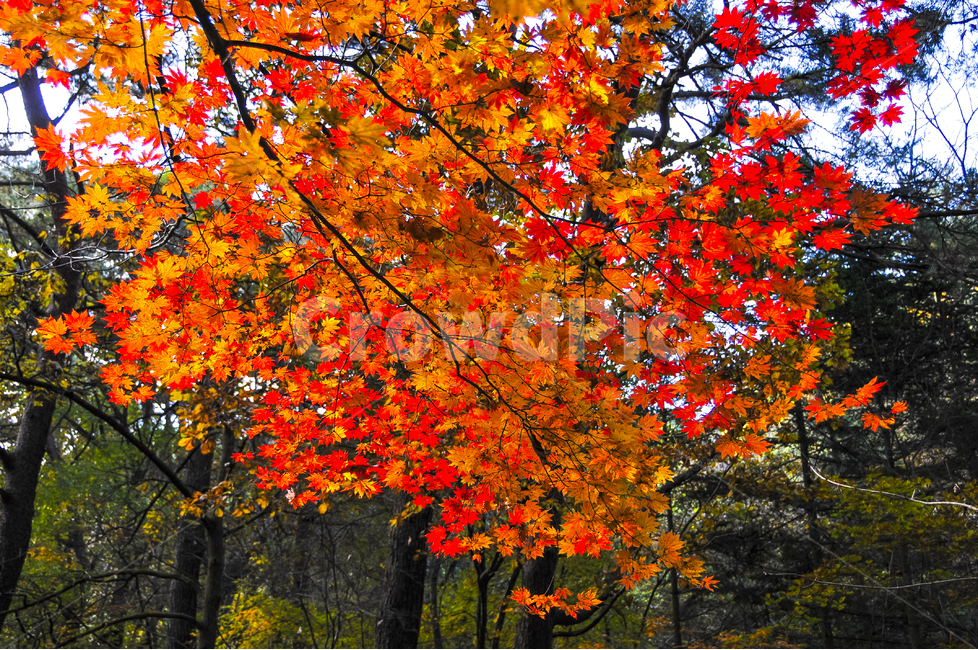 단풍,가을,치악산,계곡,나무,산행,가을,계절,fall,autumn,season,식물,자연,plants,nature,leaf,잎,plant,tree,maple