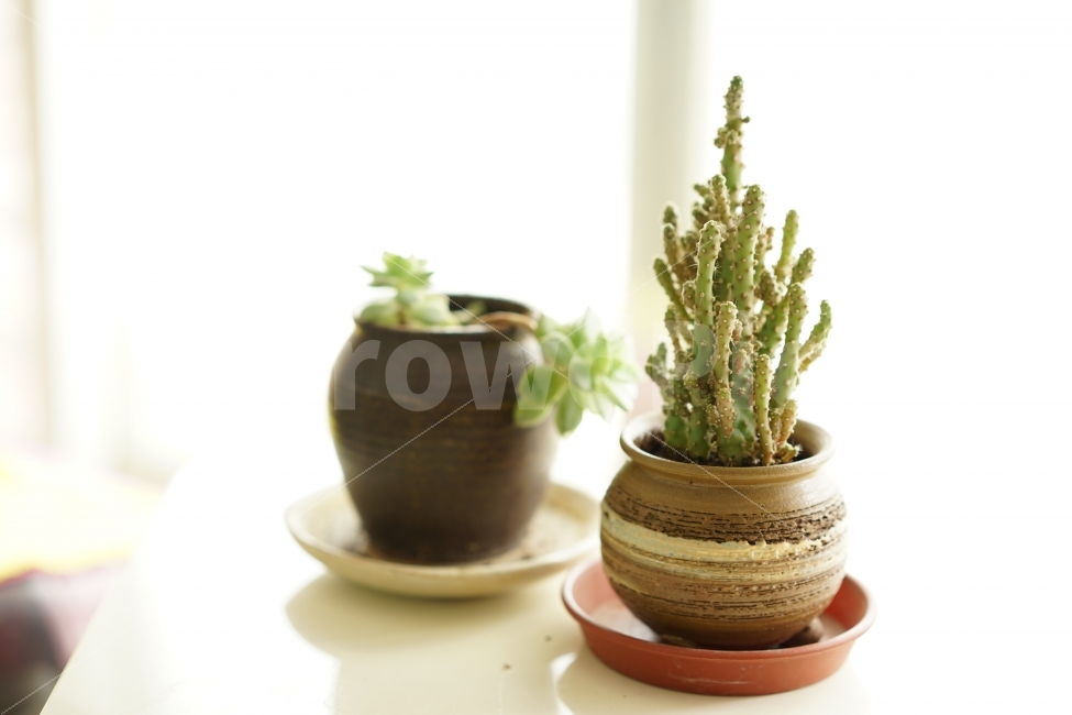 화분,꽃,식물,취미,햇빛,창가,창문,일상,감성,생명,키움,관리,식물,자연,plants,nature